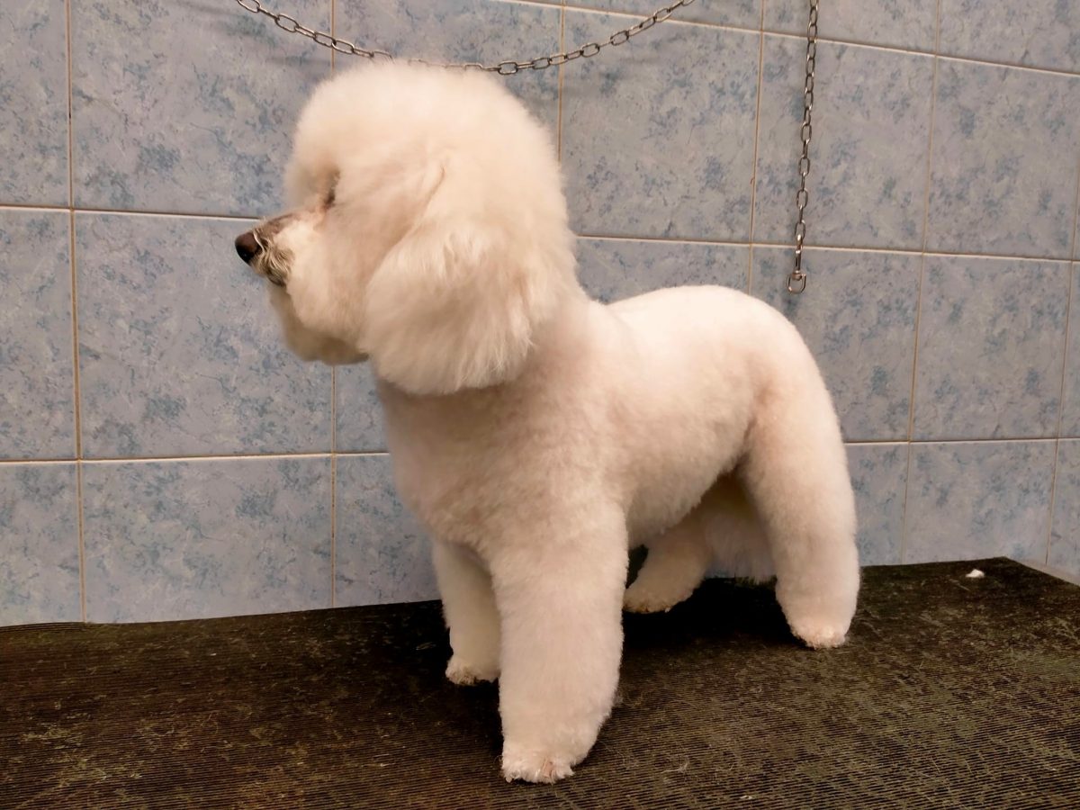doggy self toelettatura e lavaggio cani self